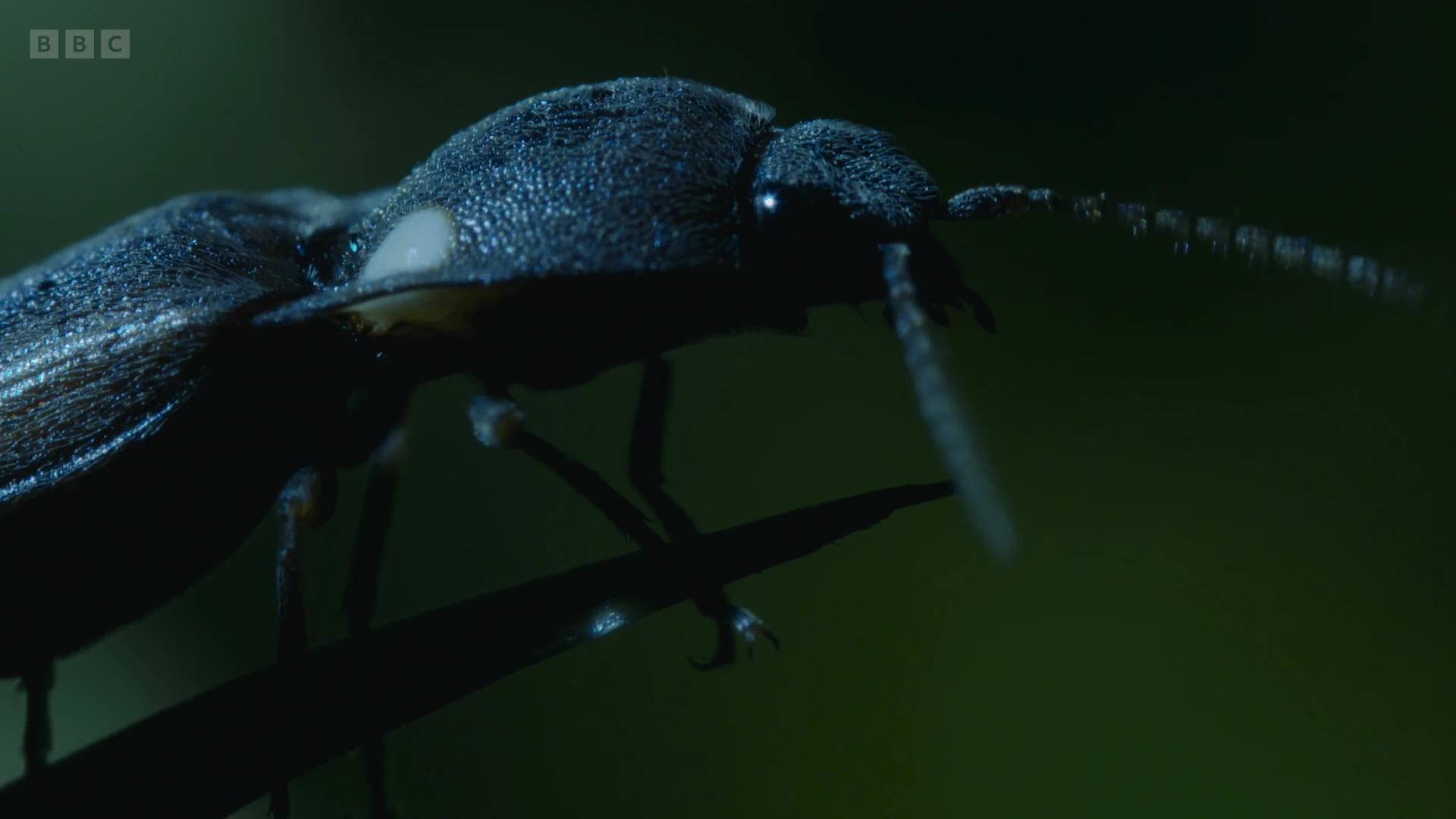 Click beetle sp. ([genus Pyrophorus]) as shown in Planet Earth II - Jungles